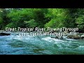 Crystal-Clear Tropical River Flowing Through Lush Green Wilderness