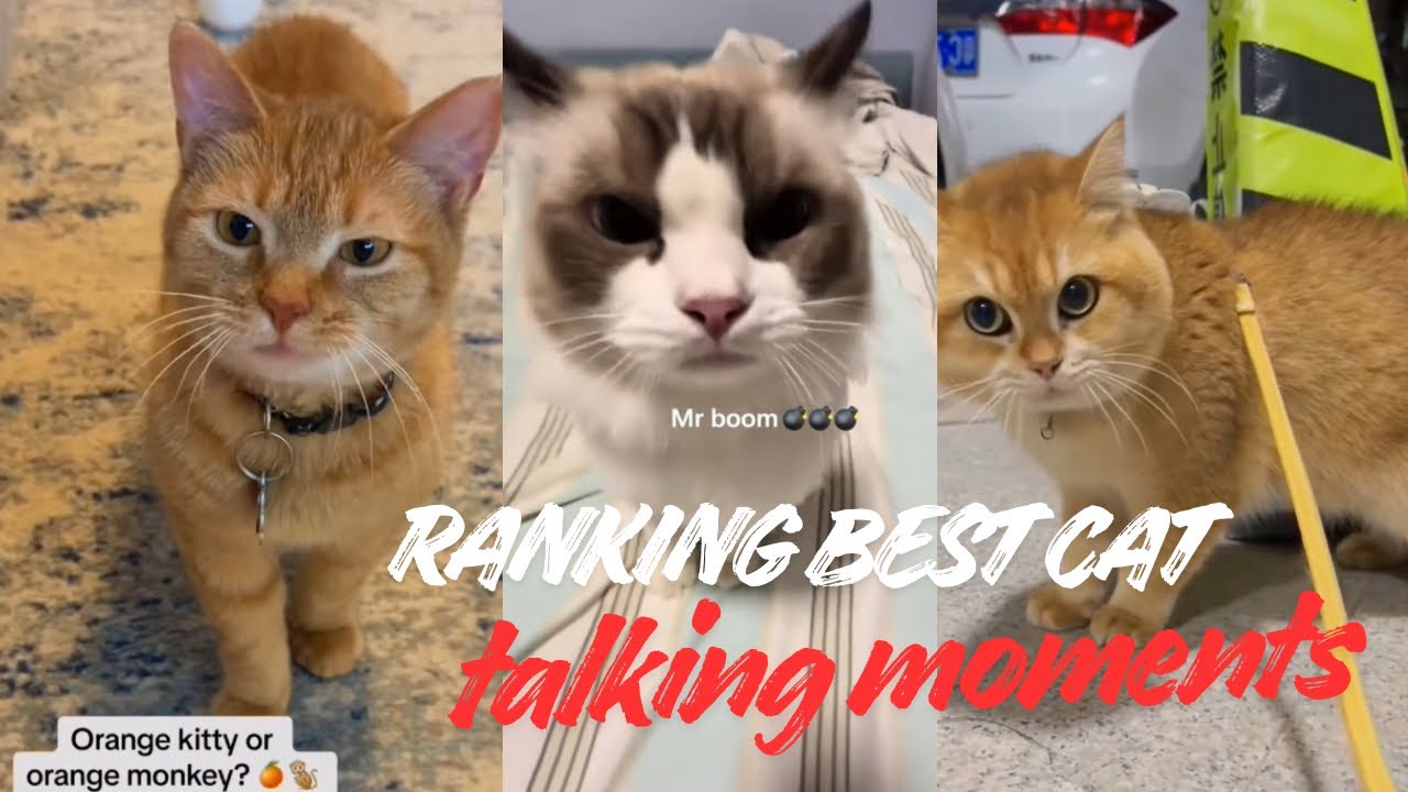 Ranking best cat speaking moments compilation 