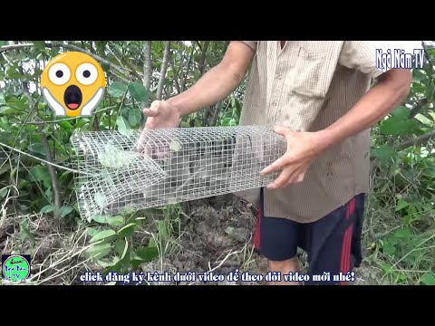 bắt chuột kiểu này hết chuột còn gì/cận cảnh chuột vào xà di đã mắt | Catch The Mouse | NGÃ NĂM TV