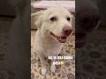 Viral Buddy🤪🦮#doglover #labrador #funny #pets#cutedog #shortsfeed #trending #viralvideo #funnydogs