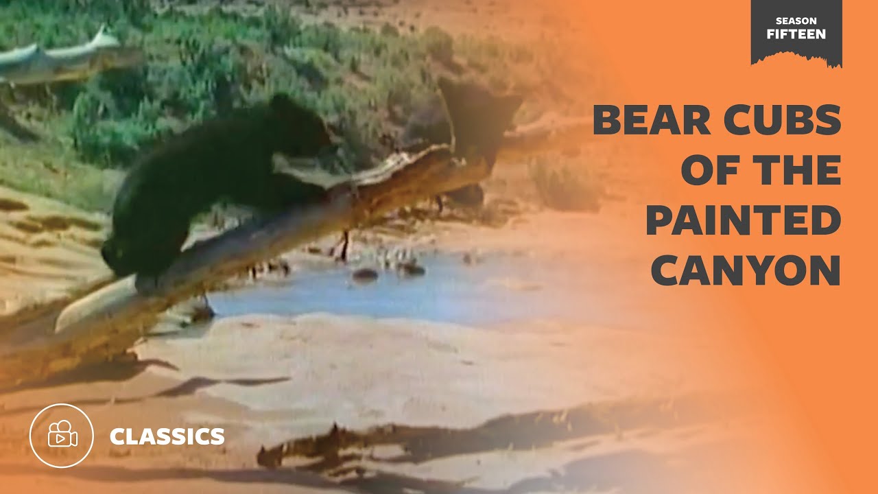 Bear Cubs of Painted Canyon | Mutual of Omaha's Wild Kingdom