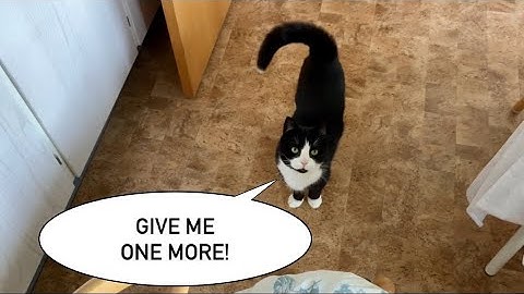 Making the tuxedo cat work for his (expensive) food