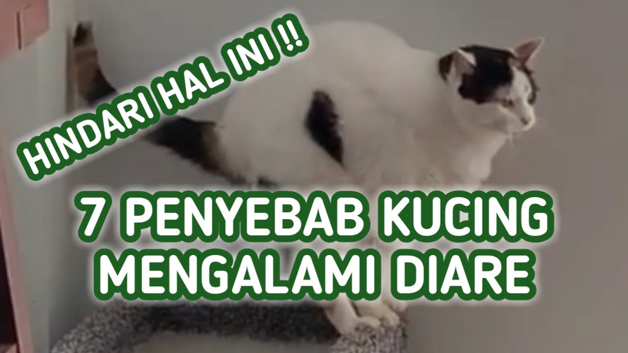 7 Penyebab Kucing Diare / Mencret, Hindari 7 Hal Ini !
