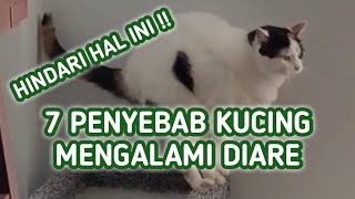7 Penyebab Kucing Diare Mencret, Hindari 7 Hal Ini