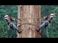 Dangerous Fastest Tree Felling With Chainsaw Machines, Fastest Wood Sawmill Machines &amp; Woodworking