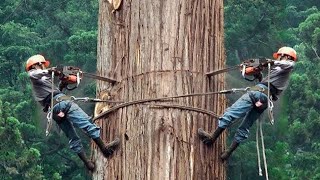 Dangerous Fastest Tree Felling With Chainsaw Machines, Fastest Wood Sawmill Machines &amp; Woodworking