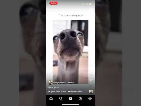 Video: Sid The Sloth Doppelgänger Dog ist eine Internet-Sensation!
