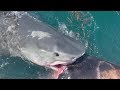 Tiger Shark eating a Wild Horse after Hurricane Dorian