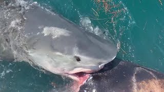 Tiger Shark eating a Wild Horse after Hurricane Dorian