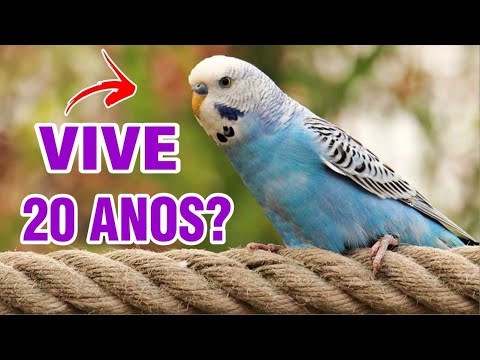 Vídeo: Quanto Tempo Vivem Os Periquitos