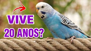 Quantos anos vive um periquito Australiano? Saiba quanto tempo vive um periquito Quantos anos vive um periquito Australiano? Saiba quanto tempo vive um periquito