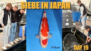 Nnd Odakan New Selections Dainichi Auction Siebe In Japan Day 19