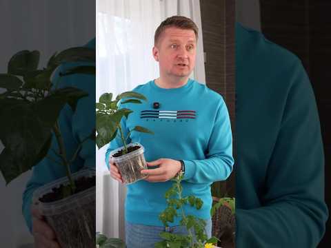 От этой подкормки рассада становится толще, корни мощнее, а листья не желтеют! Вот чем подкормить