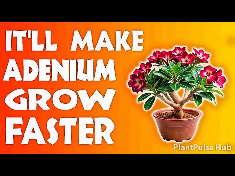 HOW I GOT MY ADENIUM TO GROW FASTER - TIPS YOU NEED TO KNOW | PlantPulse Hub