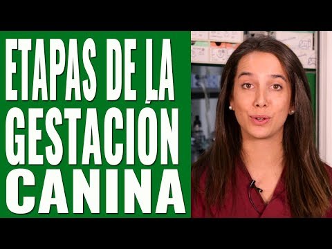 Video: ¿Cuánto cuesta la preparación móvil para perros?