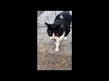 Guy Approached by Several Cats in the Street Anywhere He Goes