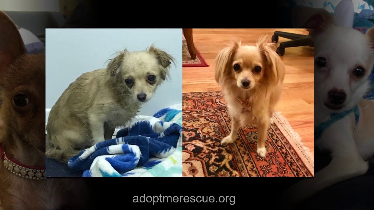 Adopt Me Rescue - YouTube