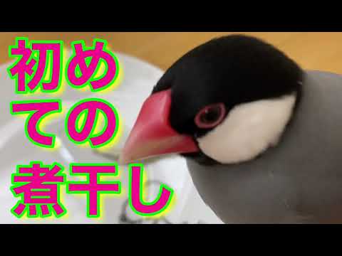（文鳥の日常vol.58）文鳥、初めての煮干し🐟