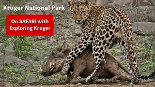 Just Wait Till You See This… (Final Safari) | Kruger National Park | Ep 12 Day 17, 18 & 19