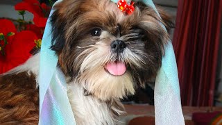  Insti ka First Vlog 😂🤭#cutepets #viralvideo #comedy #cutepuppy 