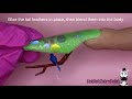 Middle of video