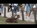 Deer in Nara Japan 4 -24 -16