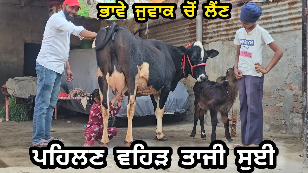ਪਹਿਲਣ ਵਹਿੜ ਤਾਜੀ ਸੁਈ 15 ਕਿੱਲੋ ਦੁੱਧ ਕੰਡੇ ਤੋਲ ਕੈ ਸੀਲ ਤਾ ਫੇਰ ਕਹਿਣਾ ਕੀ ਭਾਅ ਬਿੱਲਕੁੱਲ ਜੇਂਜ ਵਿੱਚ ਮਿਤੀ 6-3-26