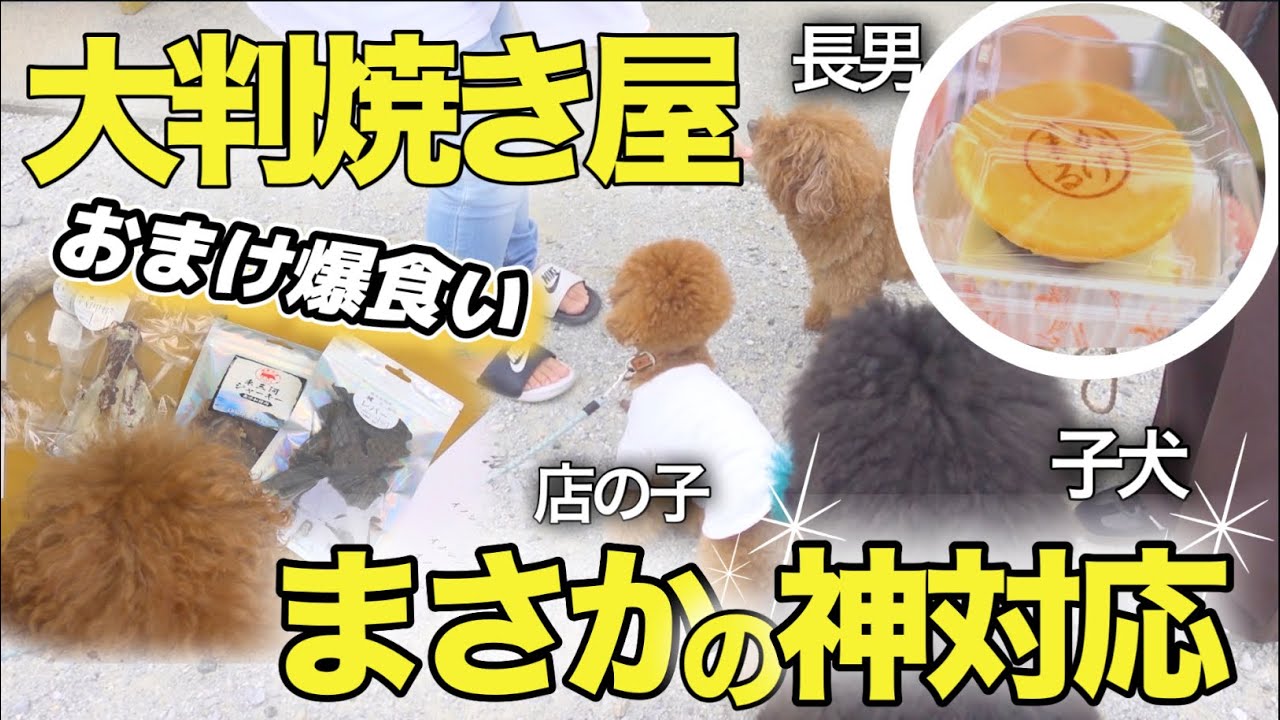 【ミディプー子犬】“爆買い”したら大量オヤツ？兄弟に神降臨www【かげまる田原市】