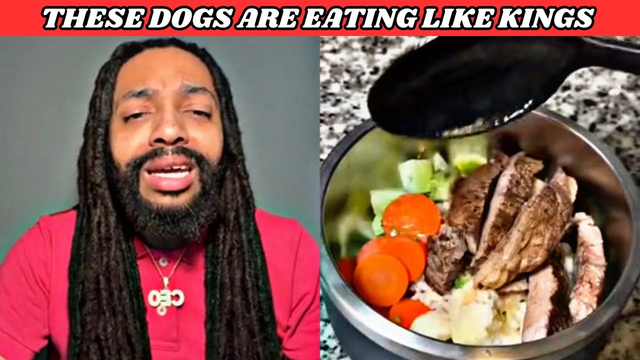 This homemade dog food got these dogs eating better than humans this a