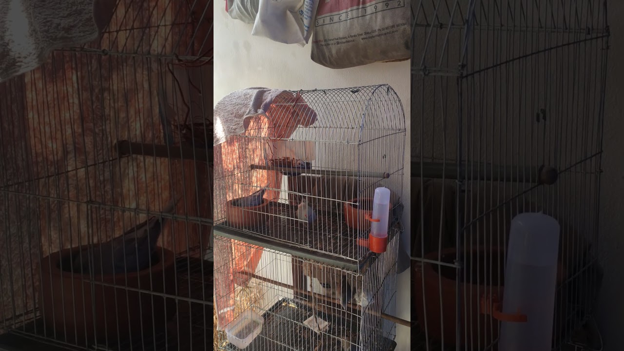 Diamond dove Breeding/Mating and cooing again❤️