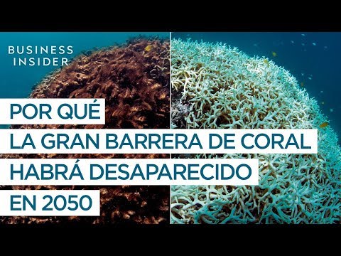 Vídeo: Cómo El Cambio Climático Transformó La Gran Barrera De Coral, Un Lugar Que Amo - Matador Network