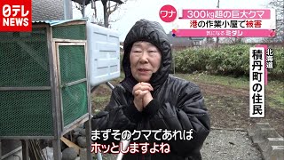 「ホッとします…」体重300キロ超！巨大ヒグマ捕獲 北海道（2020年11月27日放送「news every.」より）