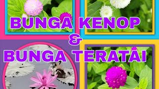 kebun bunga Kenop & kolam Teratai//foto2 n video sebelum di panen Bali//Indonesia??