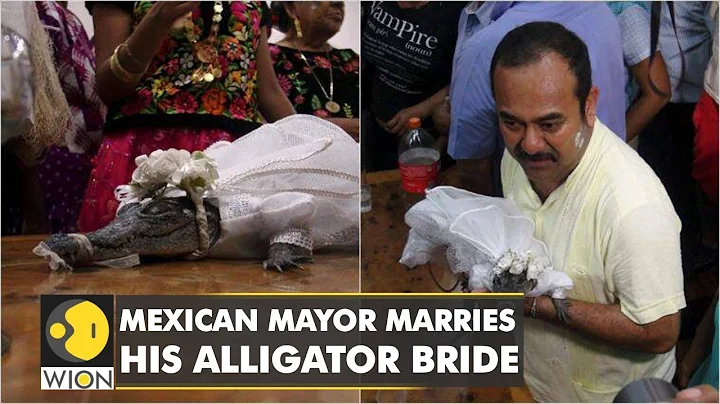 Mexican mayor marries his alligator bride in a ritual | World Latest English News | WION - DayDayNews