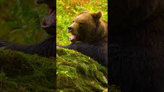 The Planet's Allure By 8K HDR Dolby Vision™ #wildlife #shorts