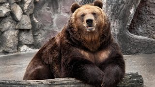 Медведь кушает сахар. Новосибирский зоопарк
