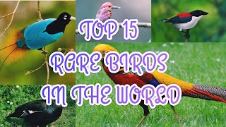 TOP 15 MOST RARE BIRDS IN THE WORLD! MINHA MB