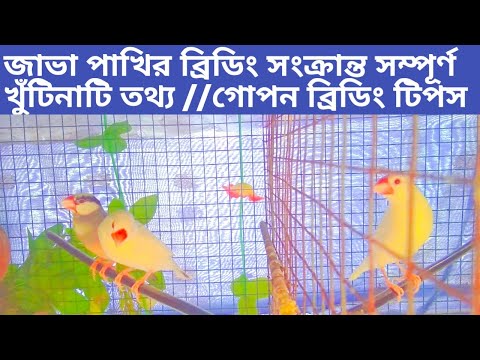 #javabreedingtips All Details About Java Sparrow Breeding || When Does the Breeding Season Start?