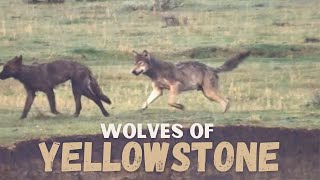 Wolves of Yellowstone | Fall 2024 Short Documentary