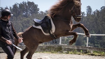 The true Icelandic horse