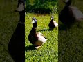 a duck on the grass flapping it s wings