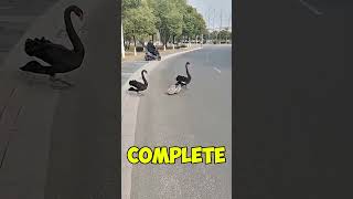 Duck Family Walk Together😱❤️ #shortsvideo