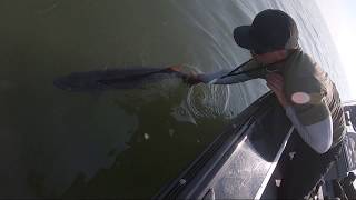 C2C Klash 9 Musky : Biting at the boat, again and again