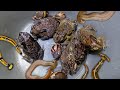 catch frog jumping for fun, catching big bull frogs funy