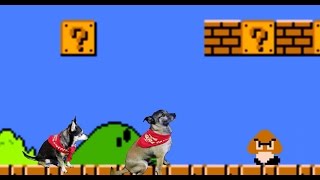 Ravages Angels For Indy Mutt Strut 2016 Part 2 - Puppy Monkey Monster W Turboroo