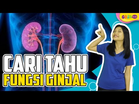 Video: Ujian Fungsi Ginjal: Tujuan, Jenis, Dan Prosedur