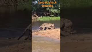 leopard attack crocodile #animals #wildlife #lifeisbutadream #memes 🐊🐊 🐆🐆🐆 please subscribe me 🙏