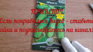 :   " F1. Self-pollinated cucumber "Zyatek F1.