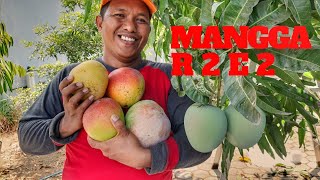 Mangga R2E2 dan mangga AGRIMANIA