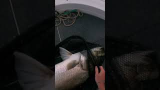 Nothing like a Mondy Barra‼️    #barra #fishing #daiwa #fish  #lurefishing #monster #fyp#scary #wild